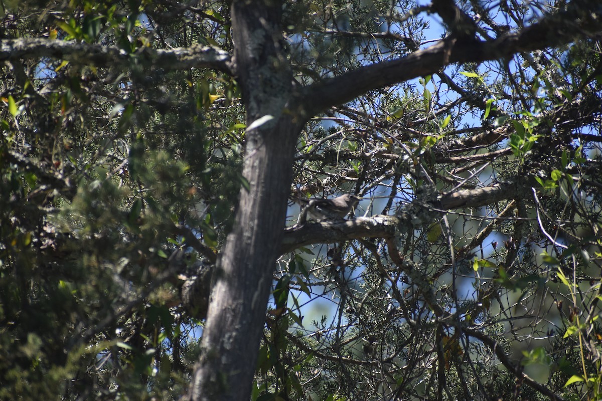 Townsend's Solitaire - ML617400147