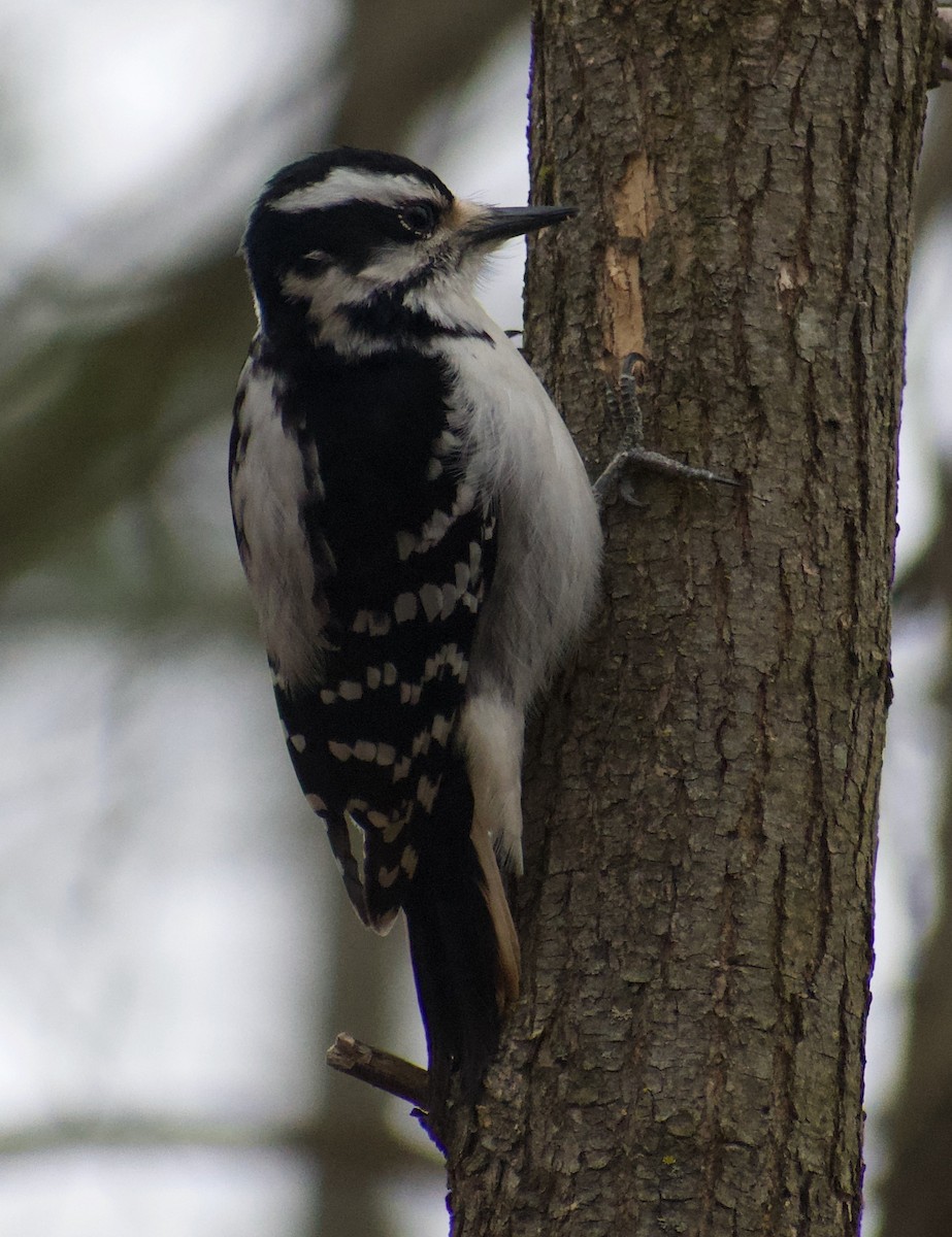 Hairy Woodpecker - Asher Perla