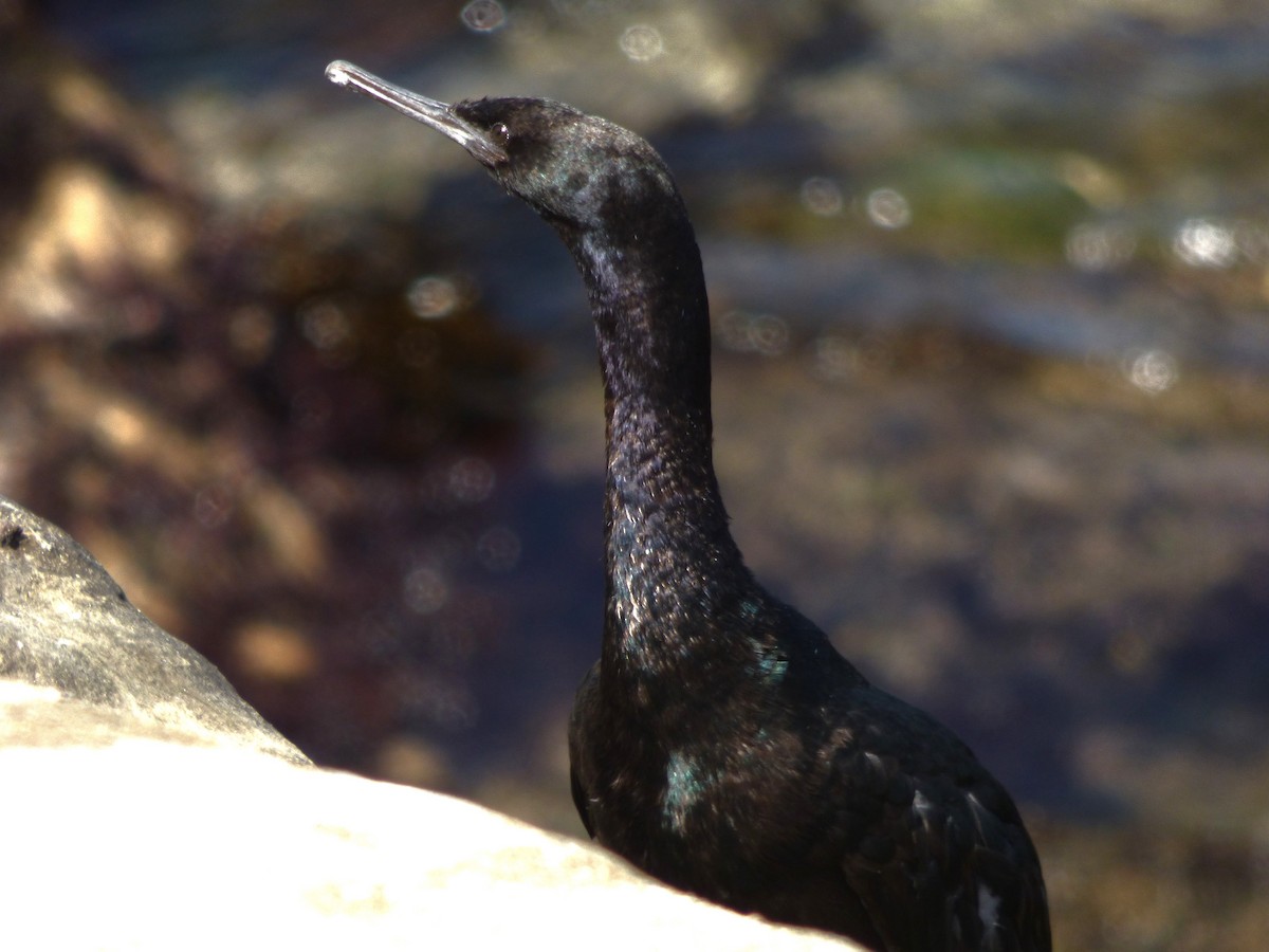 Cormorán Pelágico - ML617400153