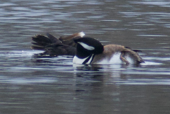 Hooded Merganser - ML617400158