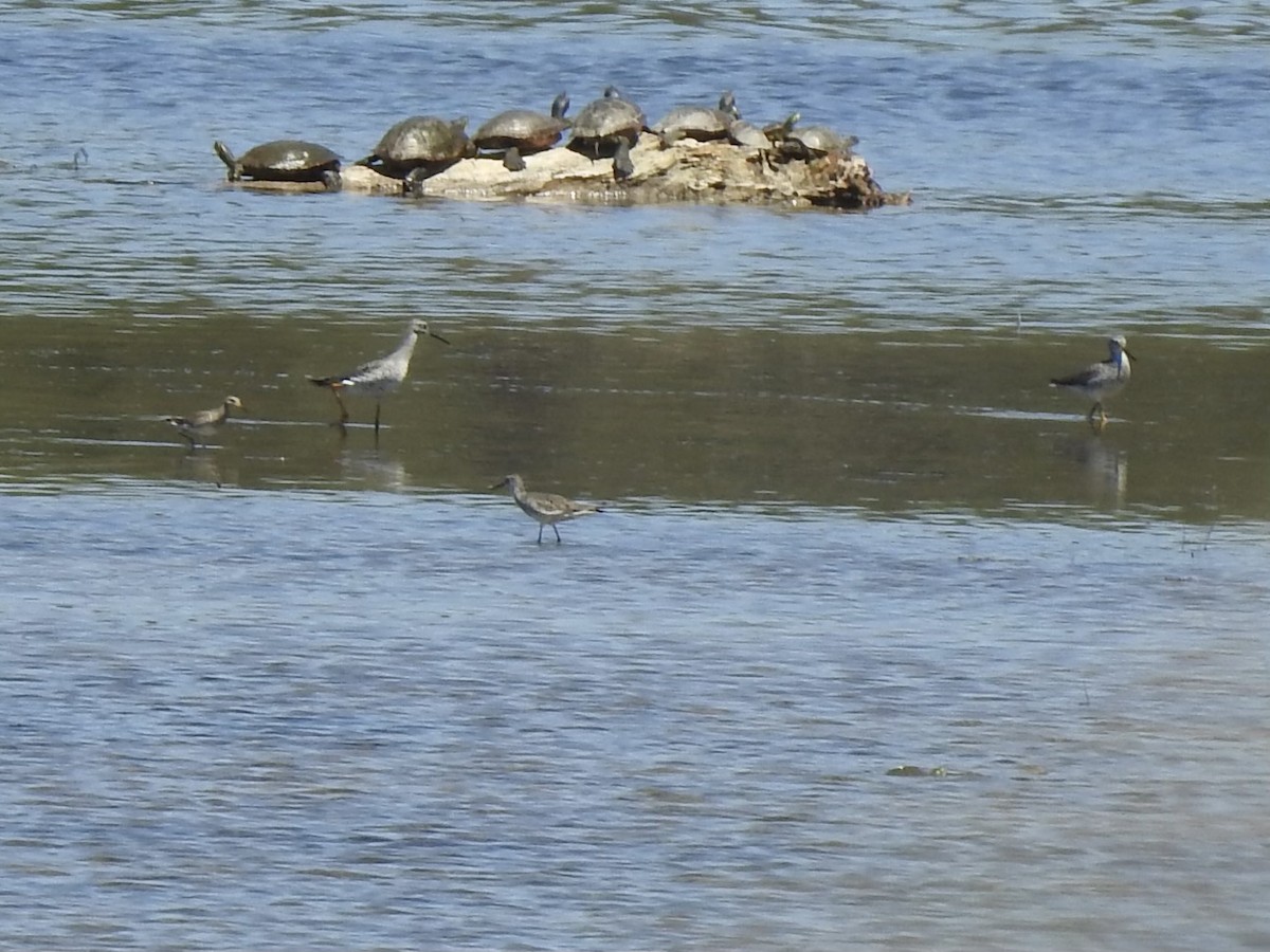 Lesser Yellowlegs - ML617400165