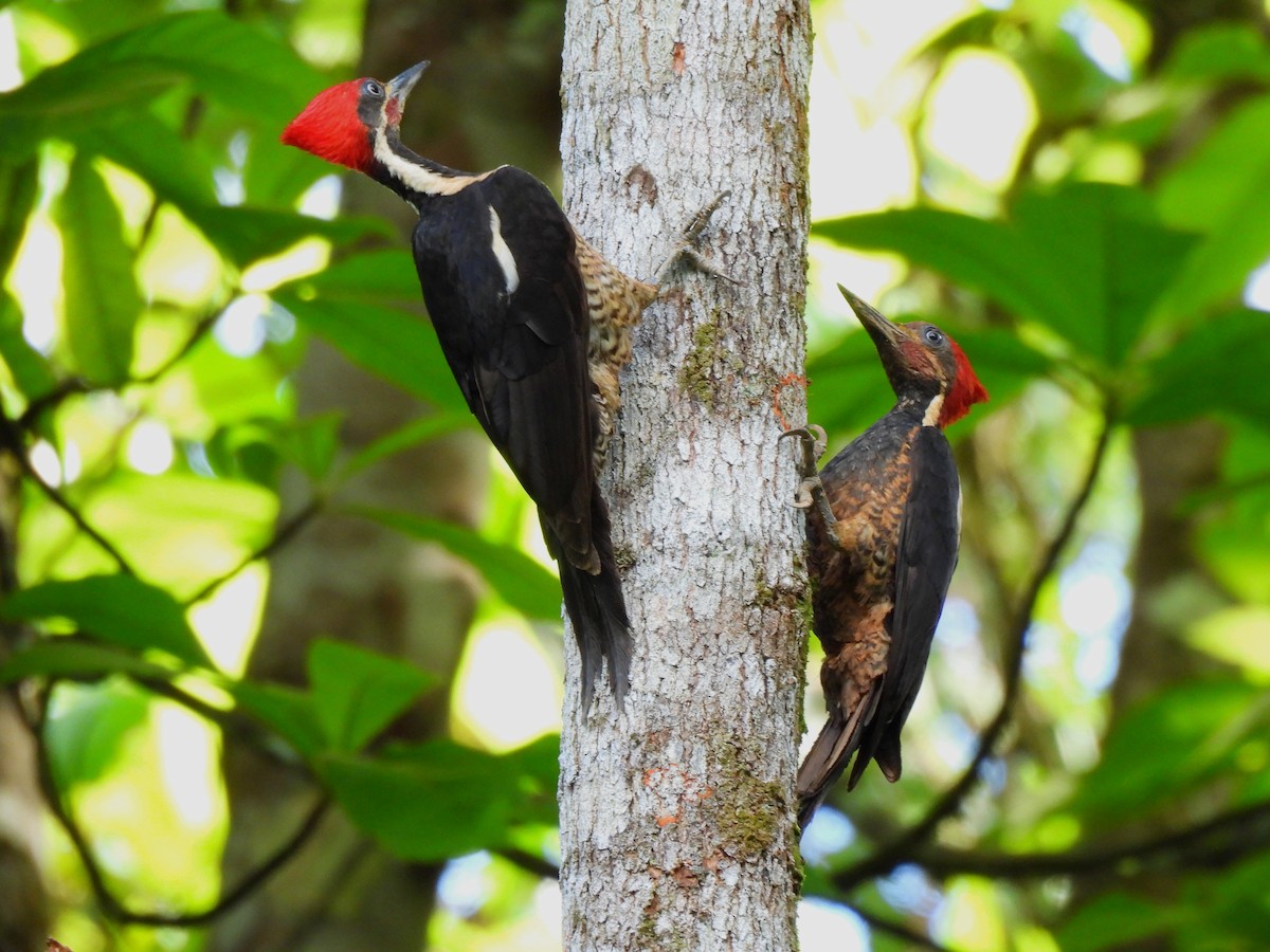 Lineated Woodpecker - ML617400169