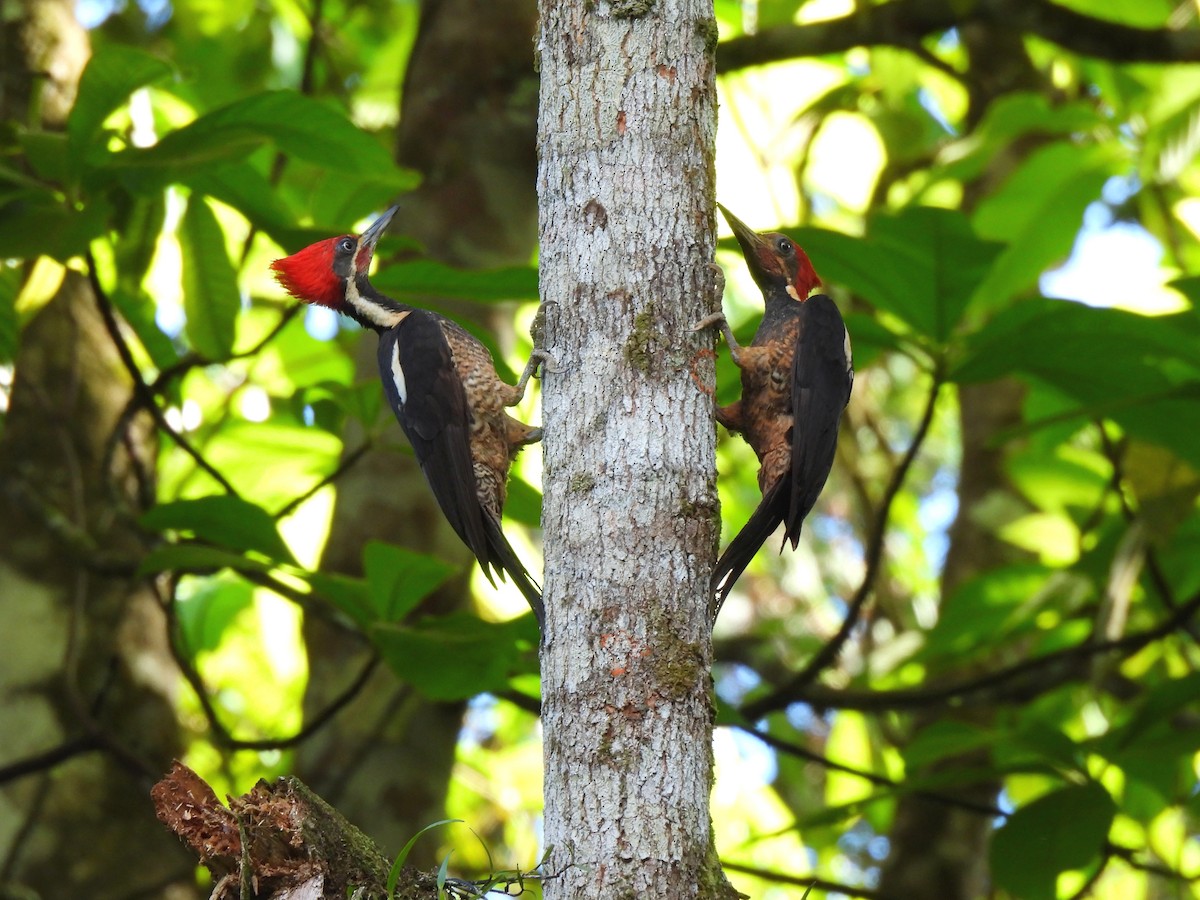 Lineated Woodpecker - Daniel Martínez