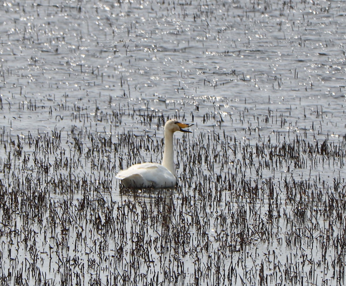 Whooper Swan - ML617400179