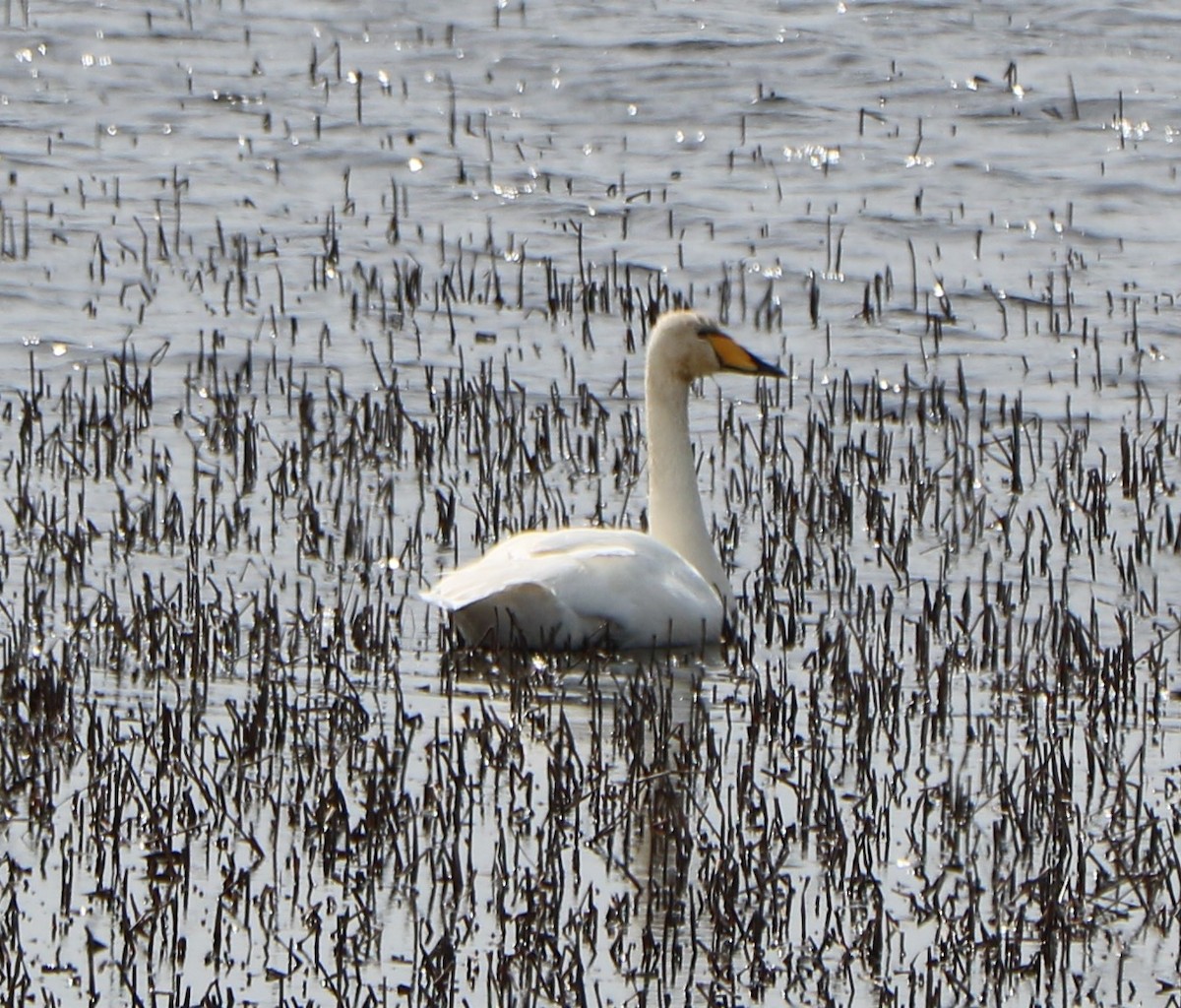 Whooper Swan - ML617400180