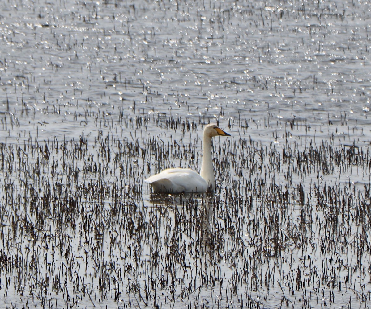 Whooper Swan - ML617400181