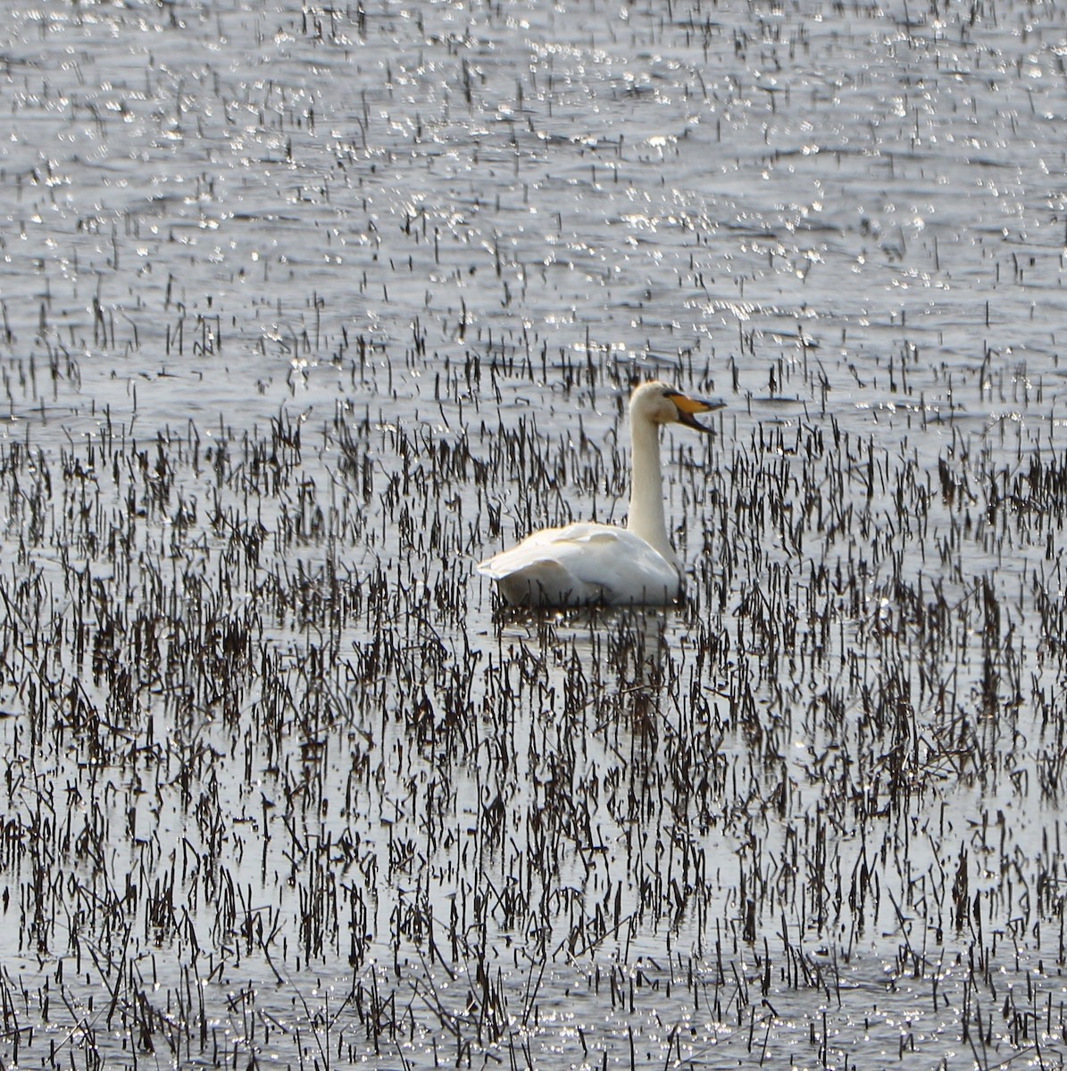 Whooper Swan - ML617400182