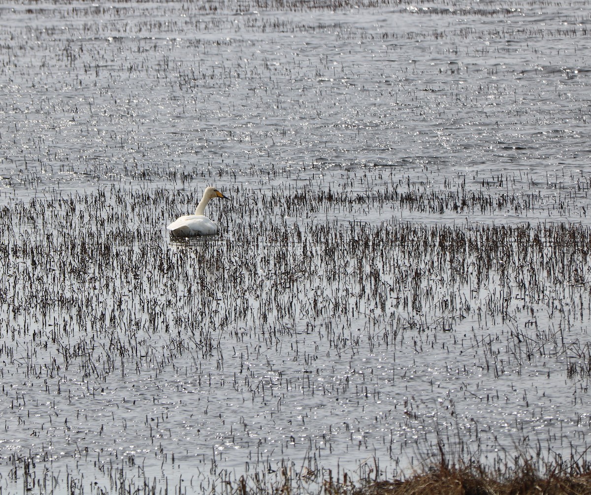 Whooper Swan - ML617400184