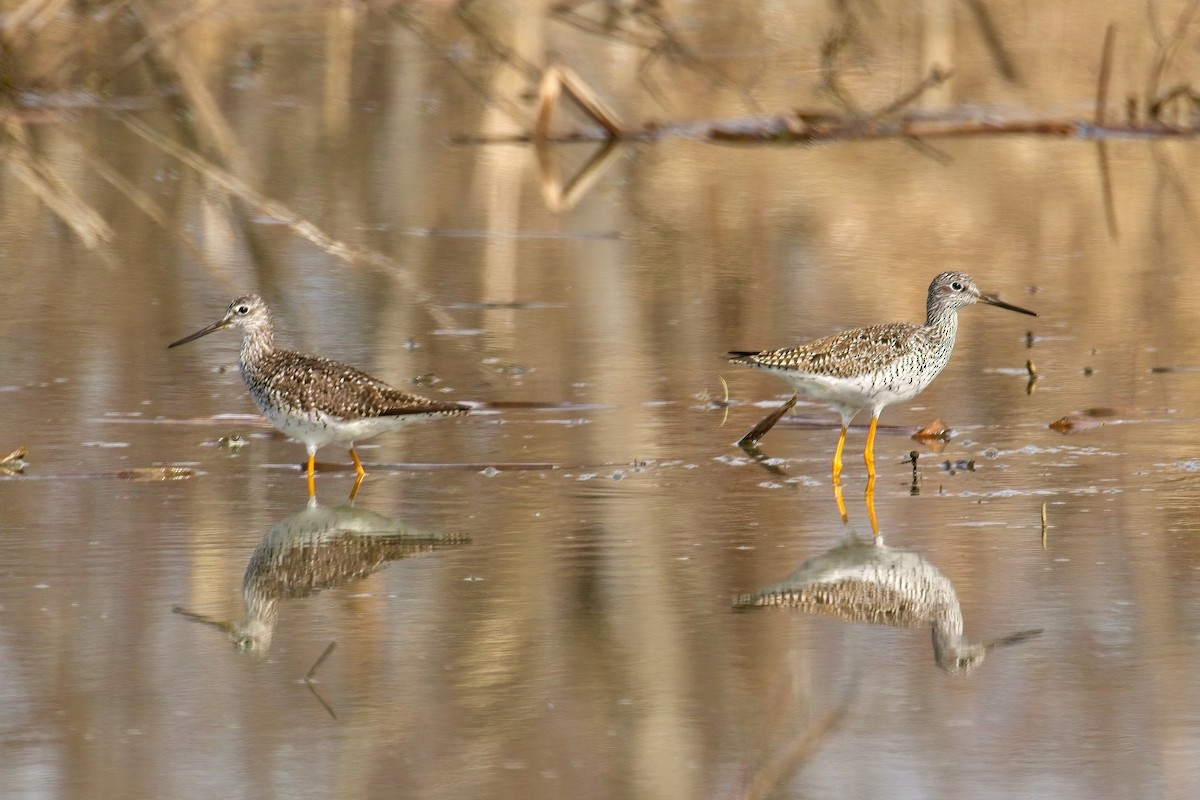 Greater Yellowlegs - Normand Laplante