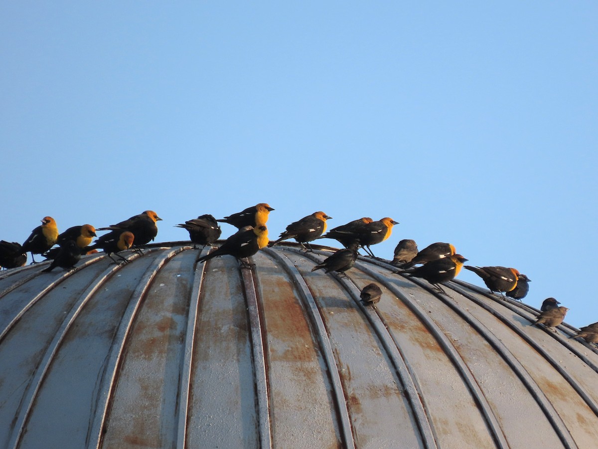 Yellow-headed Blackbird - Scott Loss