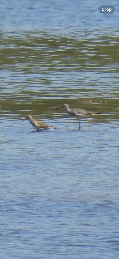 Lesser Yellowlegs - ML617400228