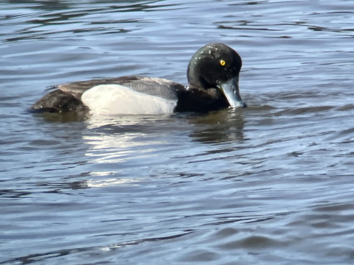 Greater Scaup - Craig R Miller