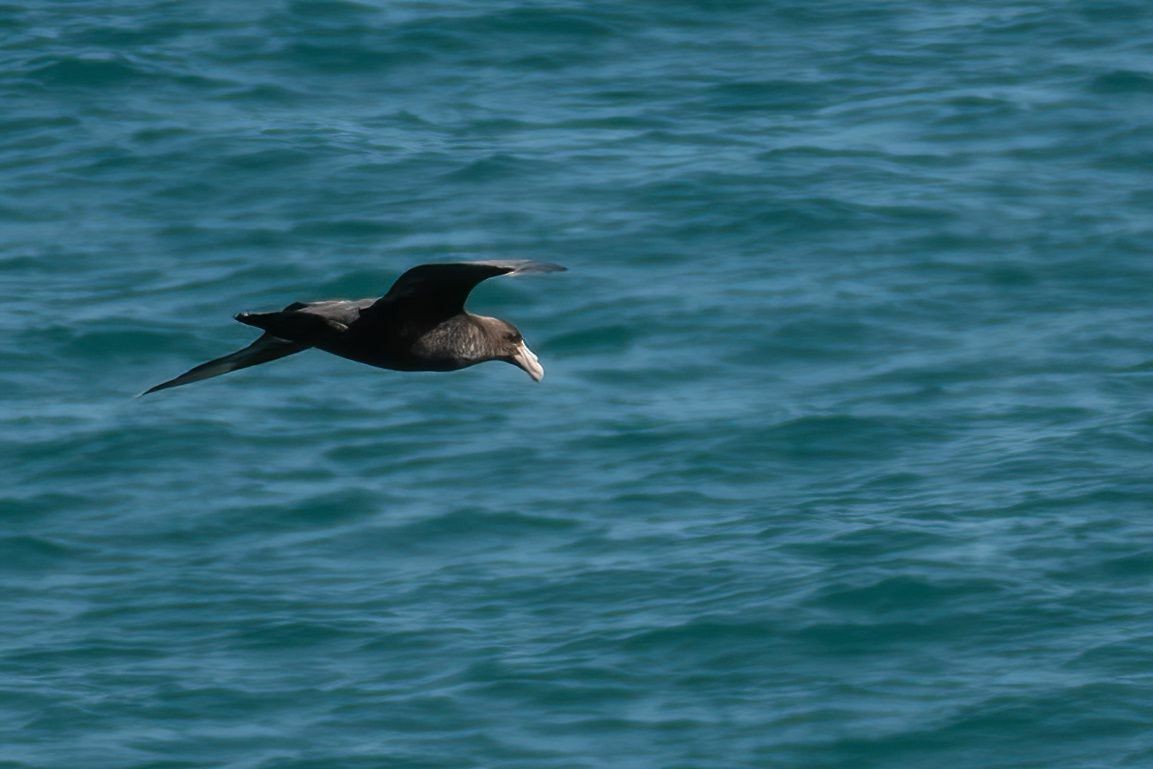 Southern Giant-Petrel - ARIEL ROTONDO