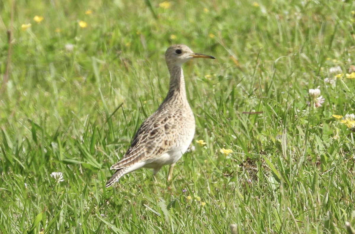 Upland Sandpiper - ML617400263