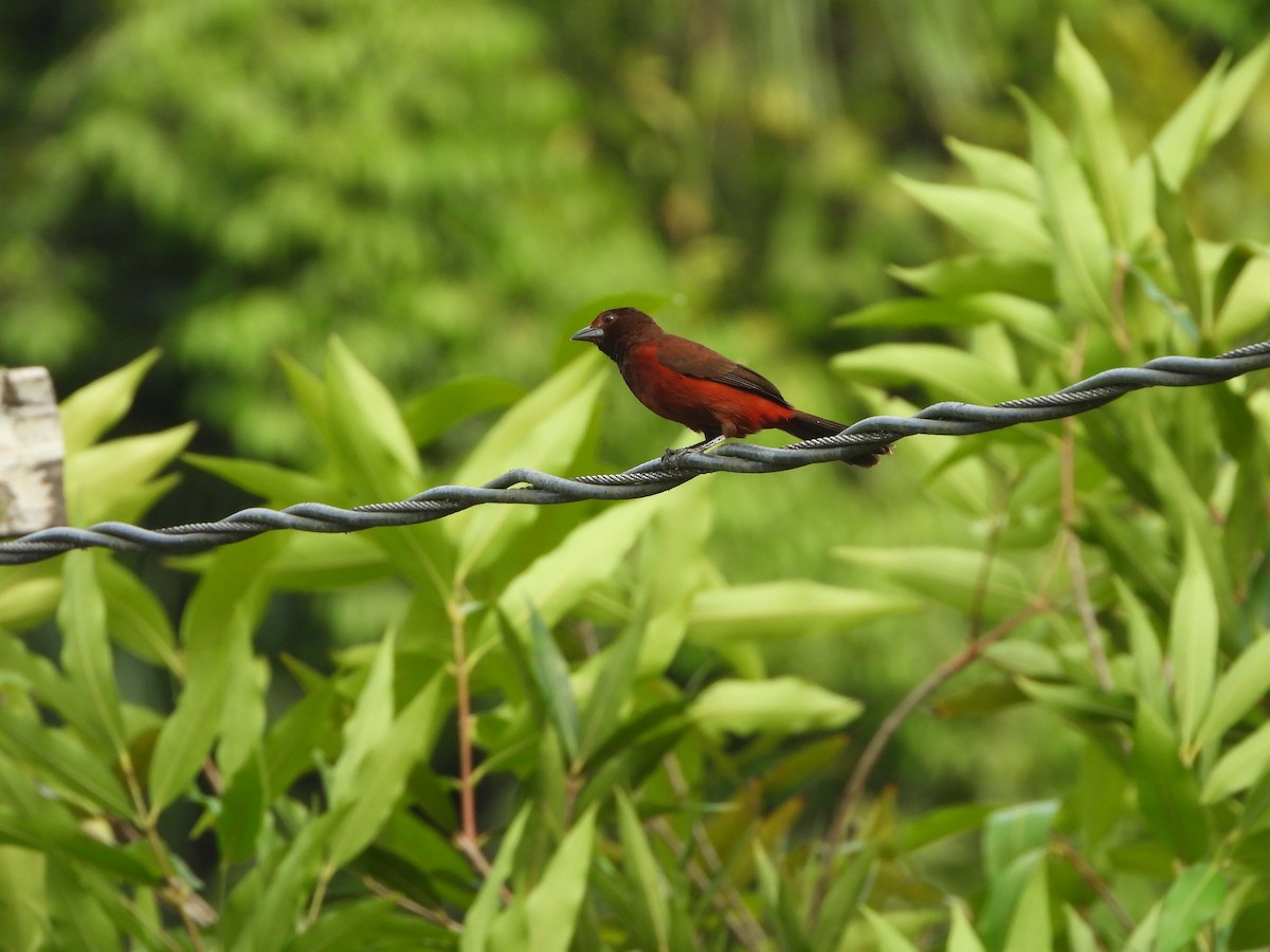 Crimson-backed Tanager - Henry Griffin