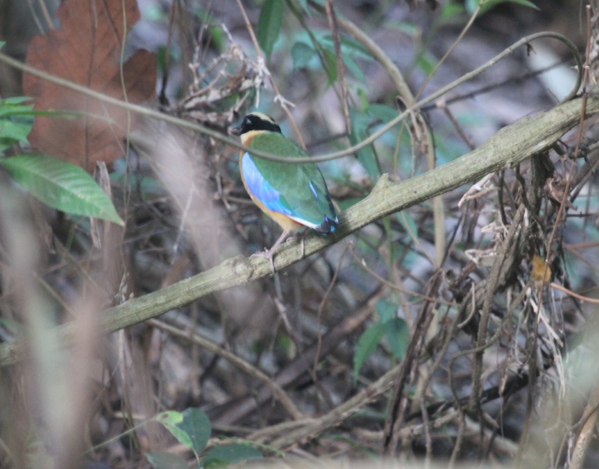 Blauflügelpitta - ML617400271