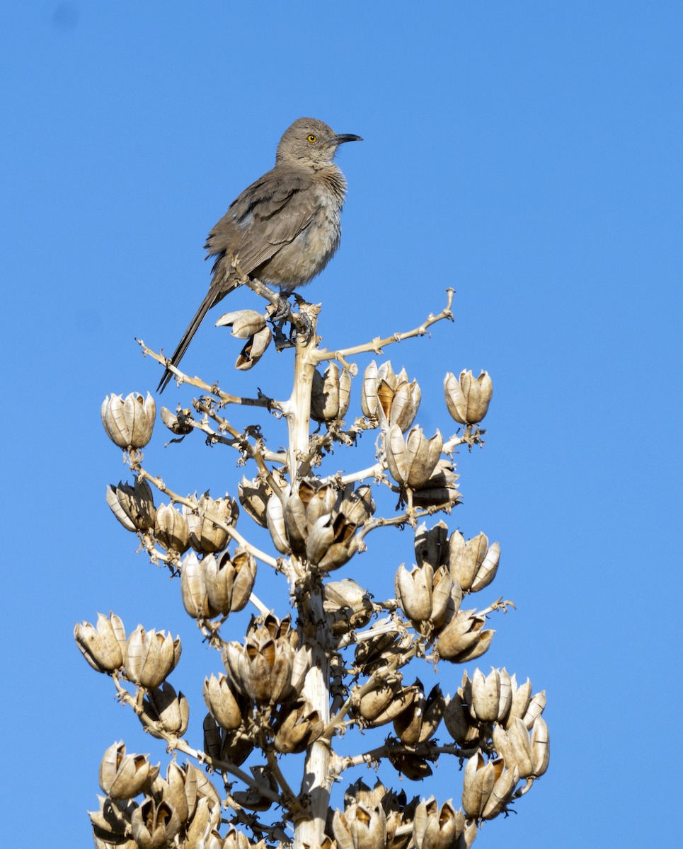 Bendire's Thrasher - ML617400296