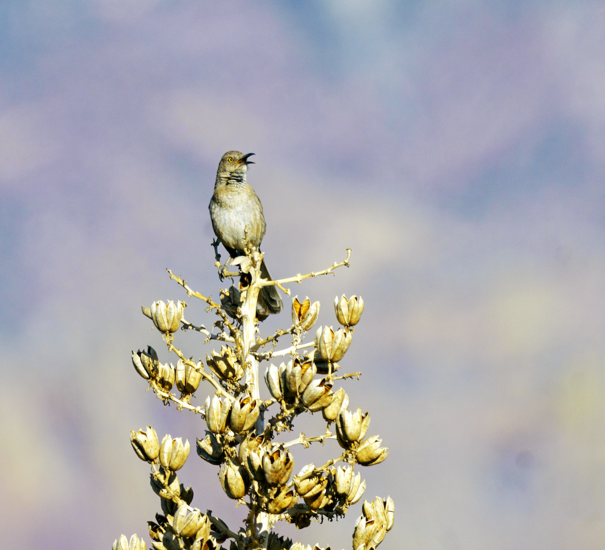 Bendire's Thrasher - ML617400297