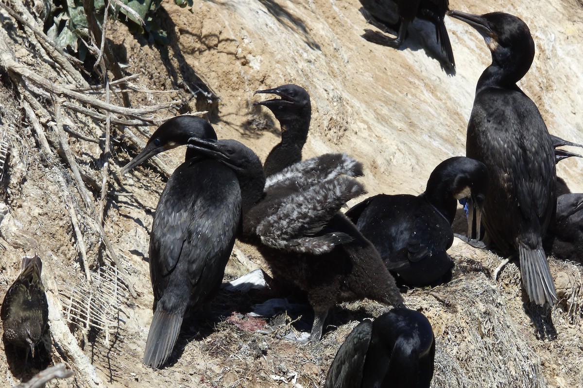 Brandt's Cormorant - Rustom Jamadar