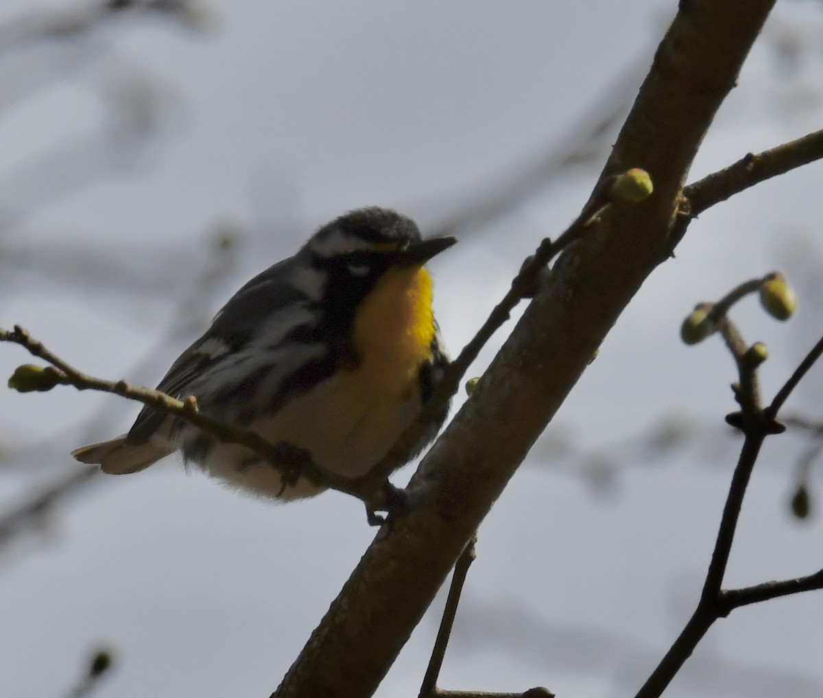Yellow-throated Warbler - ML617400333