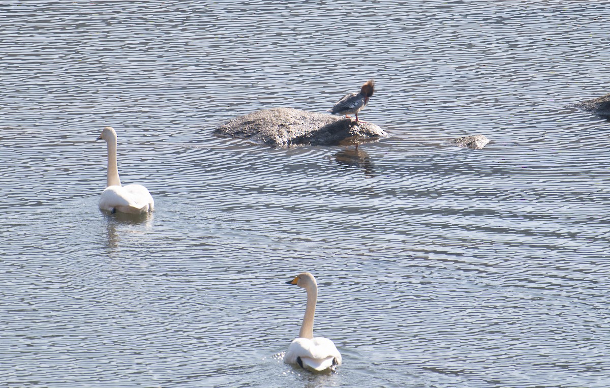 Scaly-sided Merganser - ML617400342