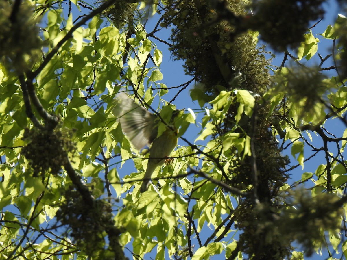 Northern Parula - ML617400379