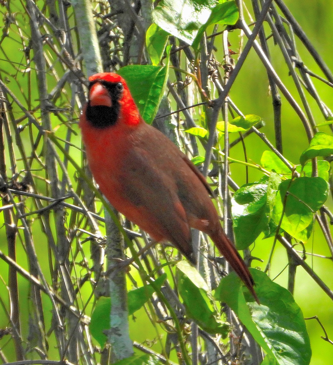 Northern Cardinal - ML617400396