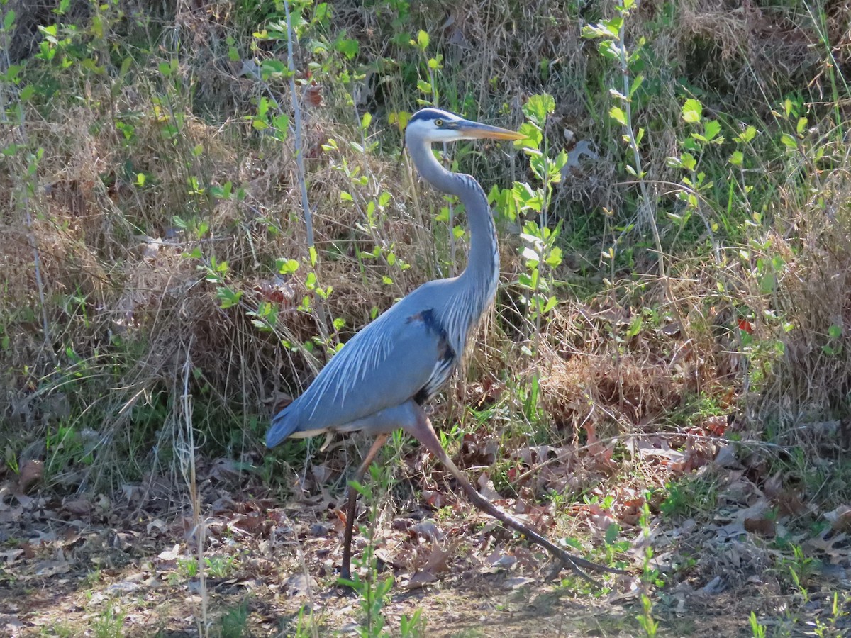 Great Blue Heron - ML617400411