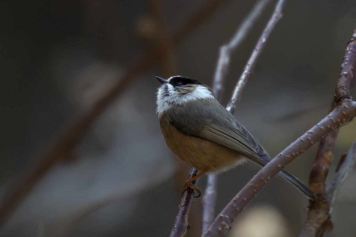 White-throated Tit - ML617400430