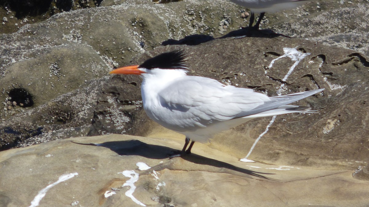 Royal Tern - ML617400473