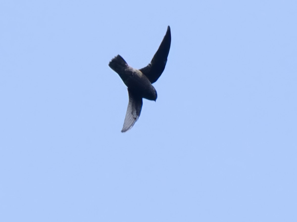 Gray-rumped Swift (Ash-rumped) - ML617400516