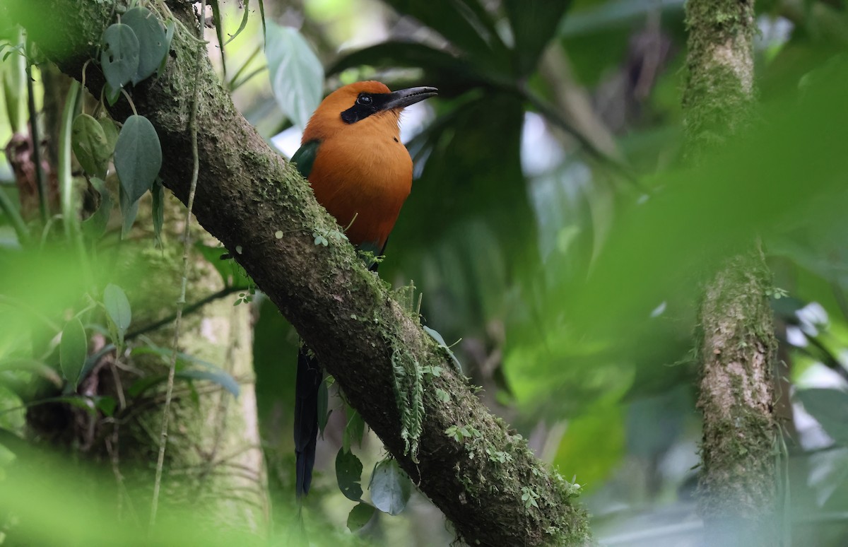 Rufous Motmot - ML617400517