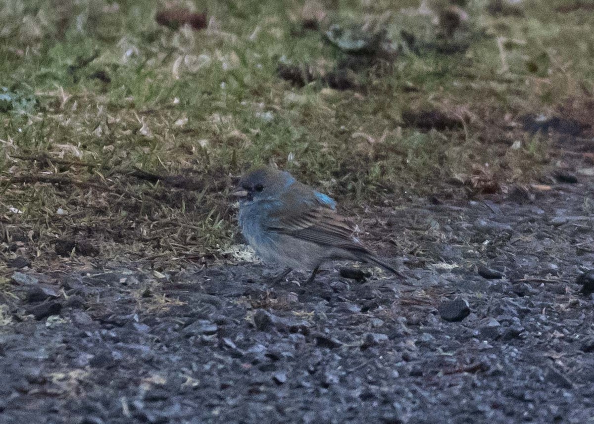 Indigo Bunting - ML617400519