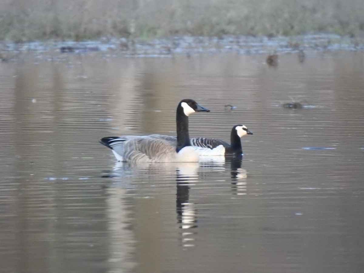 Barnacle Goose - ML617400533