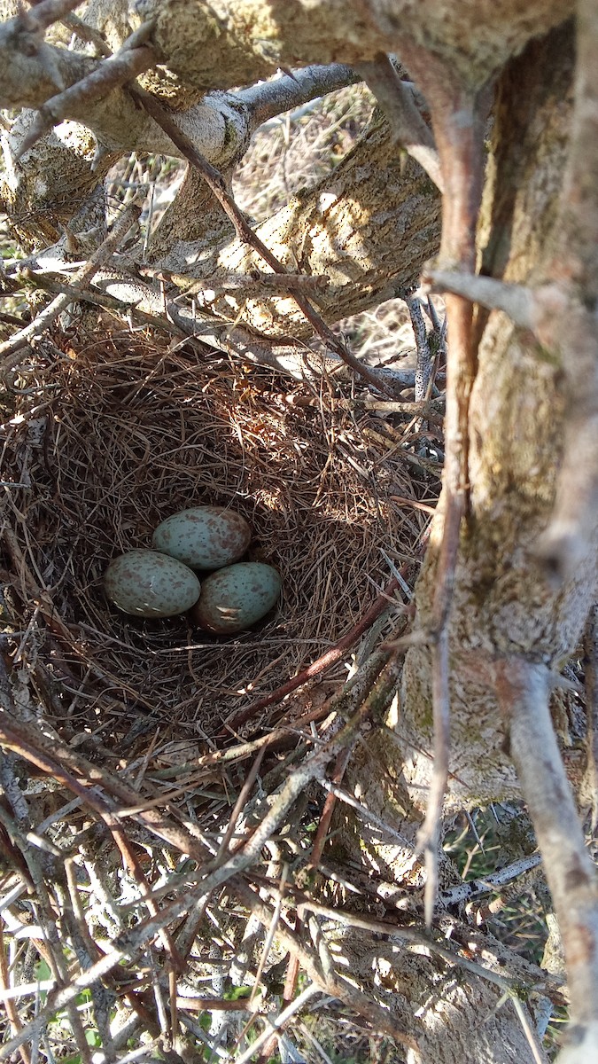 Northern Mockingbird - ML617400573