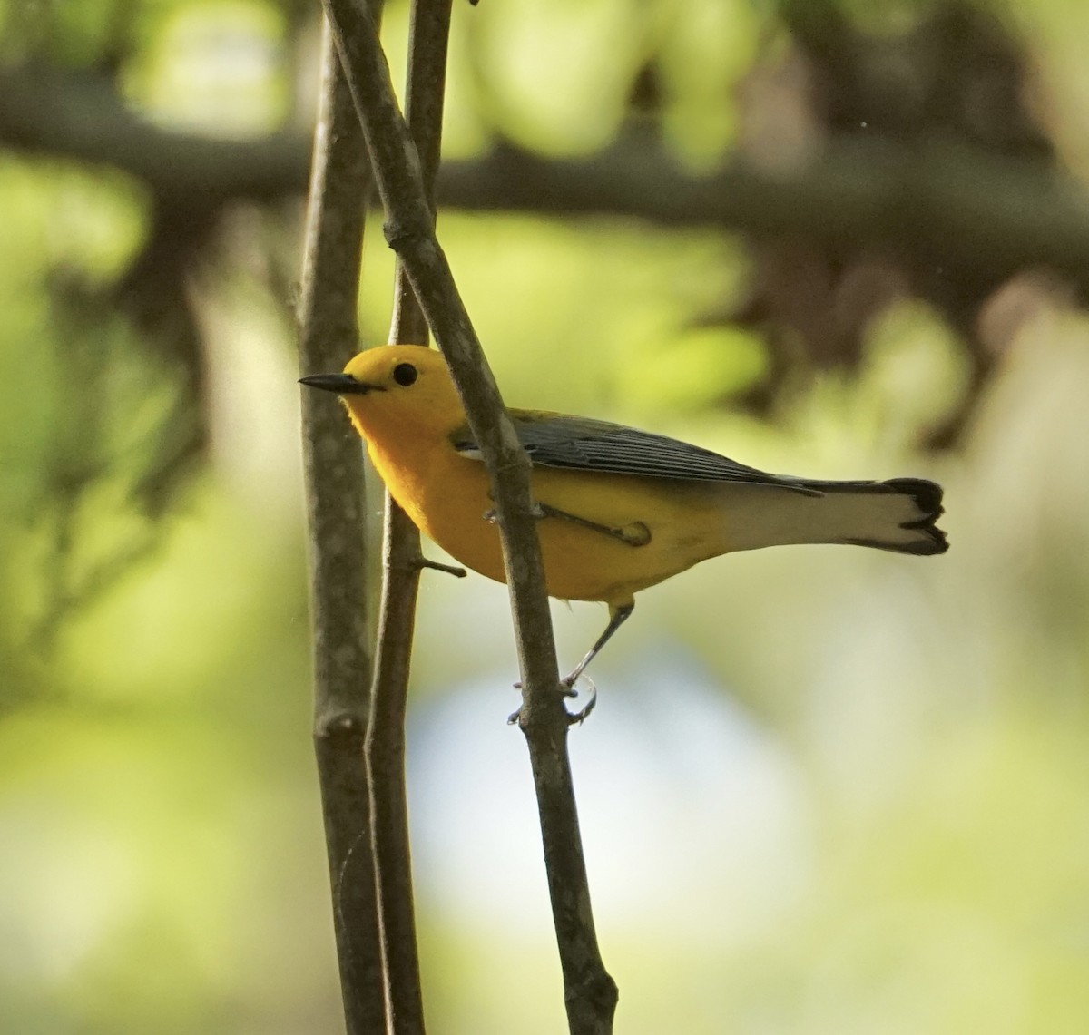 Prothonotary Warbler - Andrew Griebeler