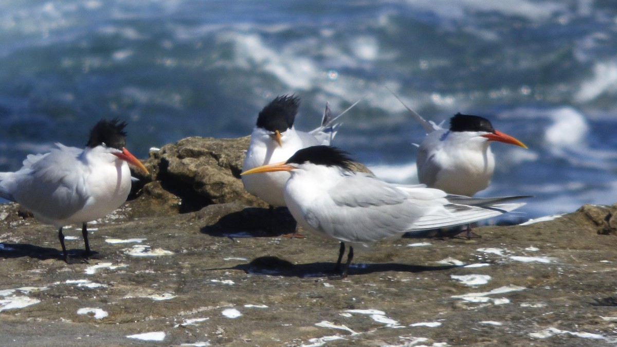 Elegant Tern - ML617400588