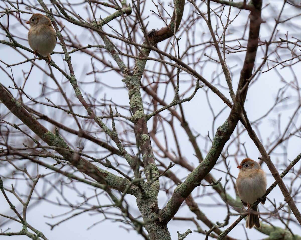 Field Sparrow - ML617400627