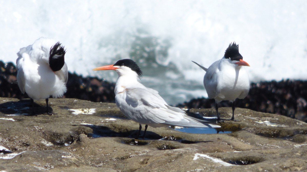 Elegant Tern - ML617400634