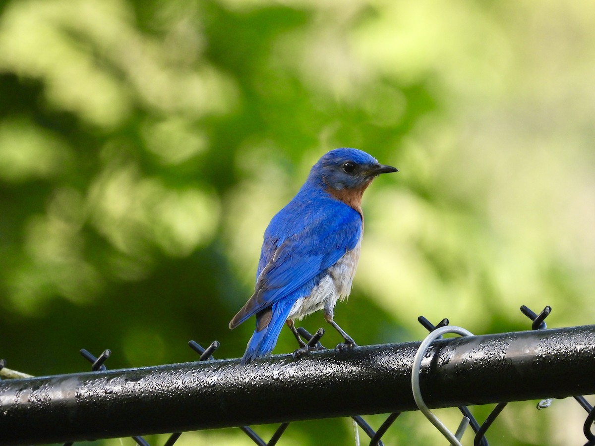 Eastern Bluebird - Michele Giroir