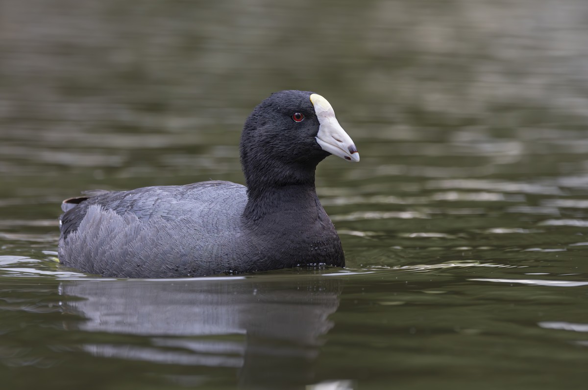 American Coot (White-shielded) - Braxton Landsman