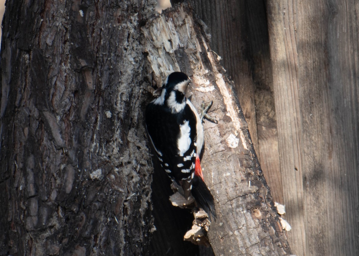 Great Spotted Woodpecker - ML617400684
