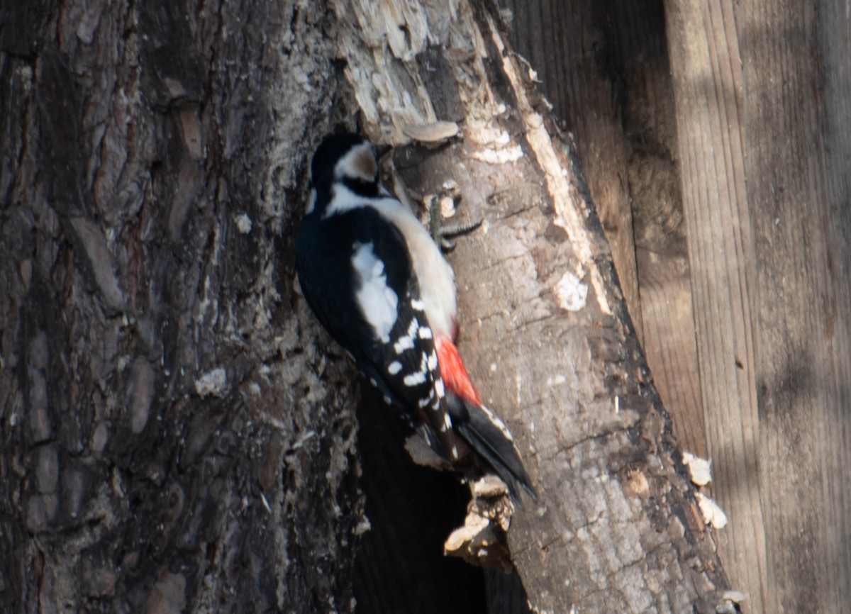Great Spotted Woodpecker - ML617400685