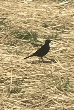 Brewer's Blackbird - ML617400692