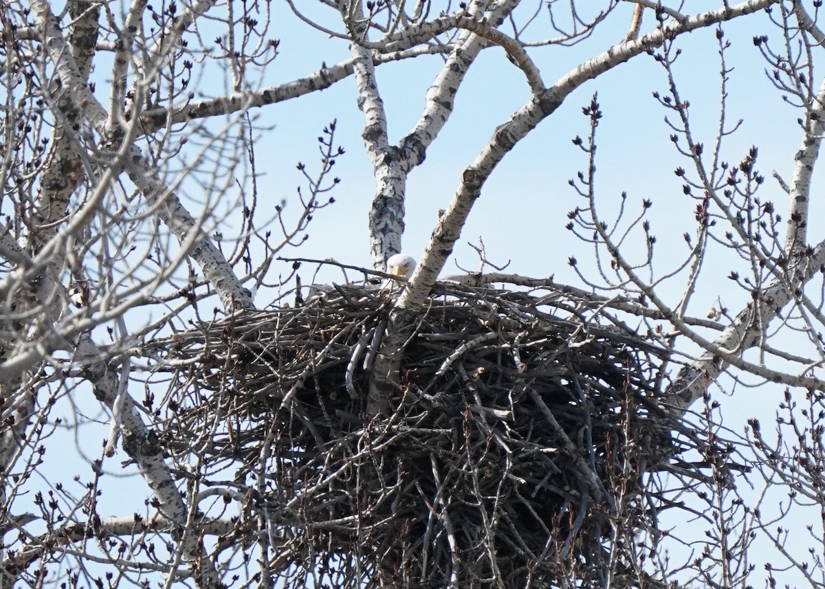 Bald Eagle - ML617400716