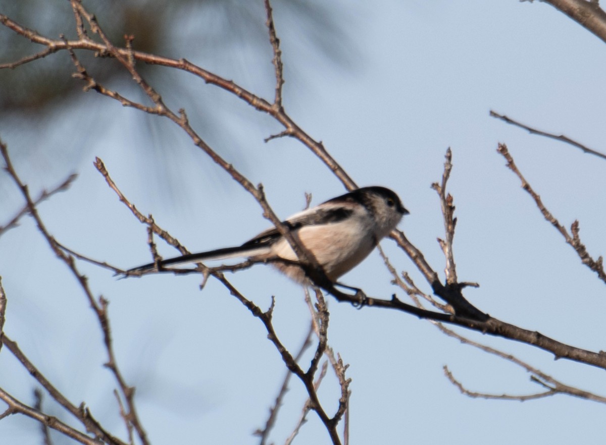 Long-tailed Tit - ML617400738