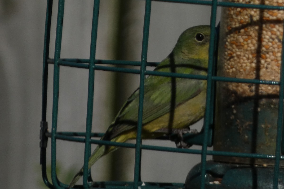 Painted Bunting - Teresa Conlon