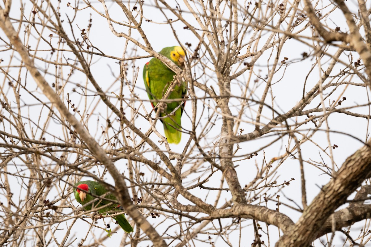 Yellow-headed Parrot - ML617400763