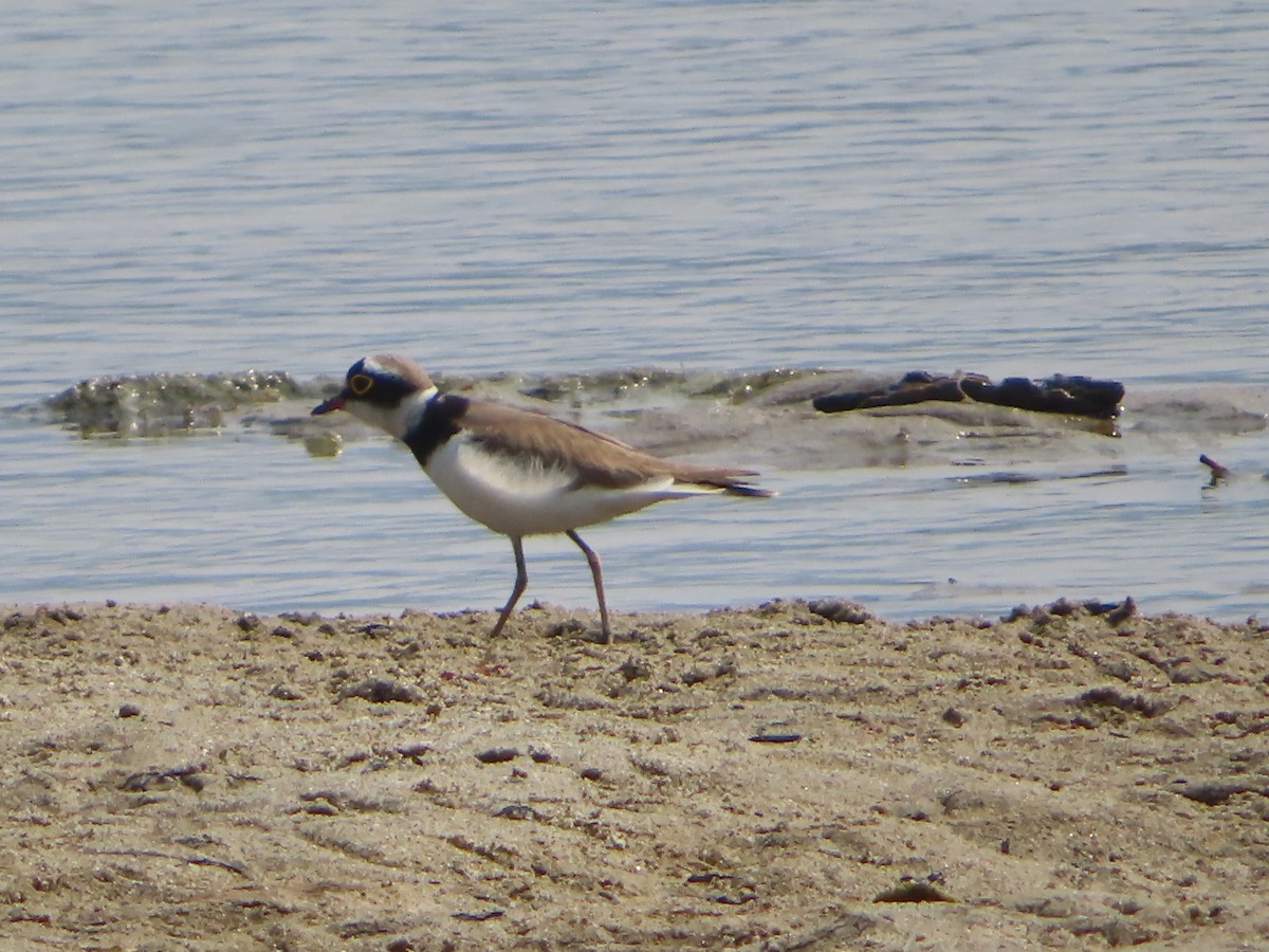 Little Ringed Plover - ML617400778