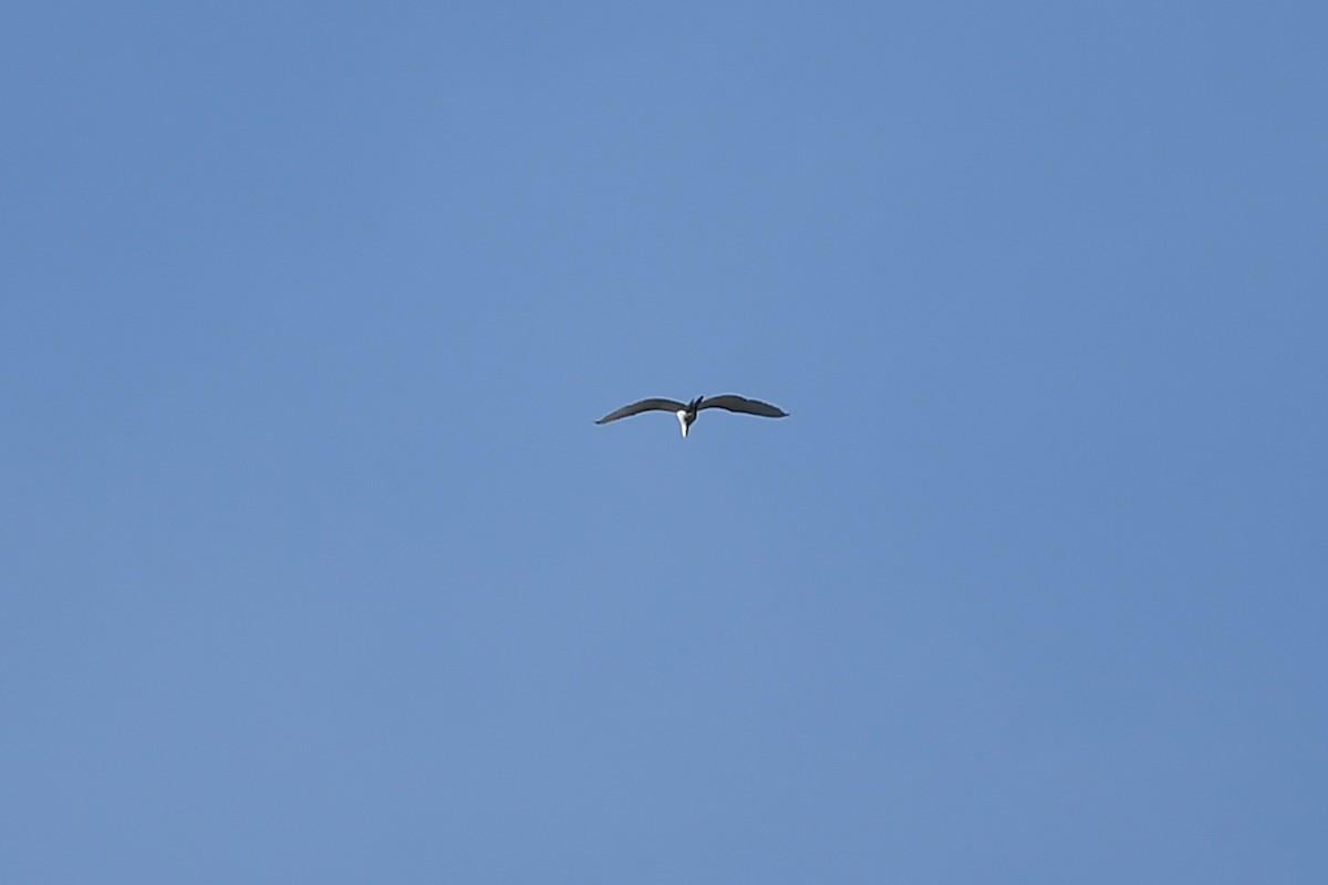 Great Egret - ML617400793